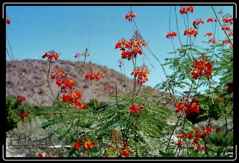 Arizona Reds & Yellows Too.jpg - More Ariznona Reds and Yellows